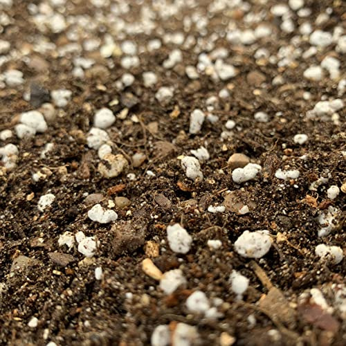 CACTUS & SUCCULENT Potting Mix (Echeveria Crassula Jade Money Tree Sansevieria Sedum Cacti Burro's Tail Rhipsalis Repotting Compost UK (25 LITRES)