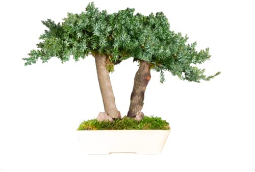 Bonsai di Ginepro Stabilizzato No Acqua e Manutenzione, Non richiede Terra o Potature - Decora i tuoi ambienti con Piante e Alberi Stabilizzati - 100% Naturale (25cm)