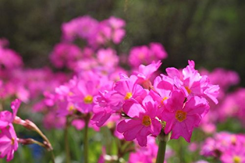 WASSERPFLANZEN WOLFF - 4er-Set - Primula rosea - Rosenprimel - Sumpfprimel, rosa - QUALITÄTSSTAUDE im 9x9cm Topf durchwurzelt - winterhart! - Bienenweide