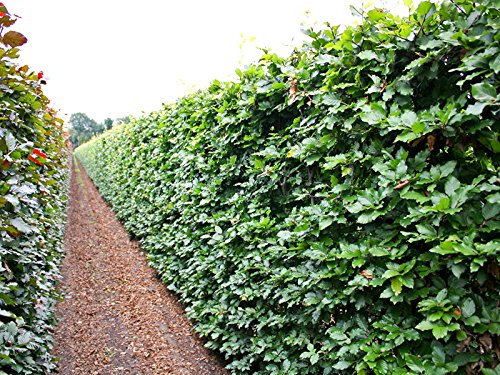 10 Stk. Rotbuche Rotbuchenhecke Containerware 125-150 cm hoch - Fagus sylvatica - Garten von Ehren®