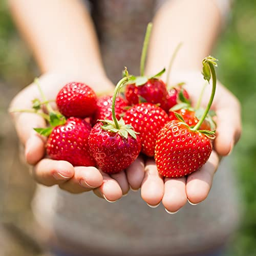 erdbeeren balkon, garten winterhart mehrjährig 100samen