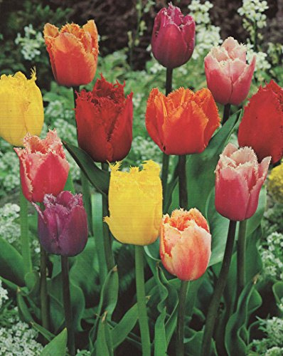50 Gefranste gemischte Tulpenzwiebeln Blumenzwiebeln