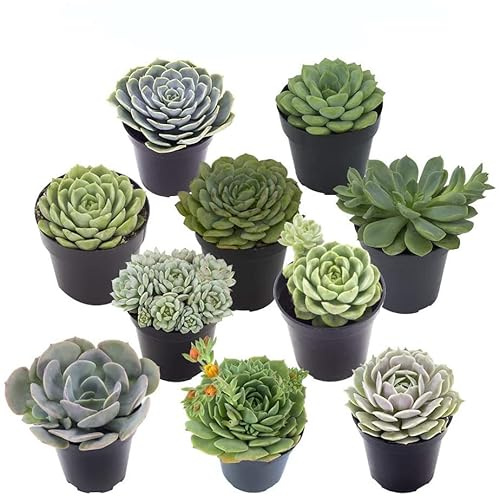 Pack 10 Originales Crasas Plantas Naturales para Terrarios y Jardines Pequeños