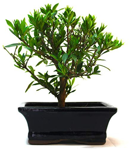 Azalea Flowering Bonsai Tree - Supplied in a Rectangular Ceramic Pot