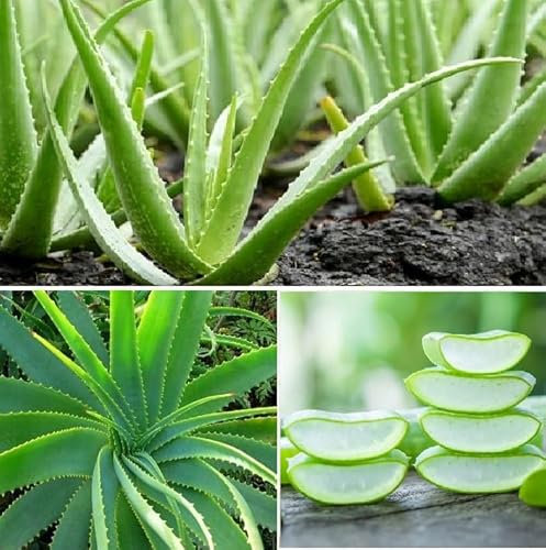 Aloe Vera 15+ Seeds Medicinal Houseplant