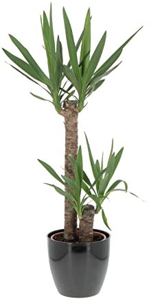 Kentis - Yucca - Tronchetto della Felicità - Piante Vere Grasse Succulente da Interni - Pianta Ornamentale da Appartamento - H 80-90 cm Vaso Ø 19 cm