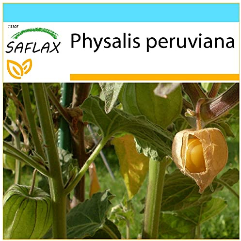 SAFLAX - Geschenk Set - Kapstachelbeere/Andenbeere - 100 Samen - Mit Geschenk- / Versandbox, Versandaufkleber, Geschenkkarte und Anzuchtsubstrat - Physalis peruviana