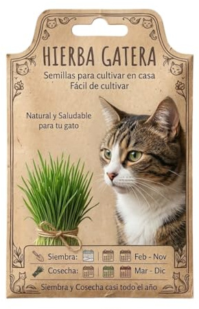 Semillas de Hierba Gatera para Cultivar en Maceta o Bandeja en Casa – Uso Doméstico para Gatos | DECOALIVE