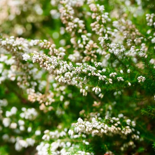 Heidekraut, büropflanzen alte sorten zimmerpflanzen stauden winterhart mehrjährig sträucher garten balkonpflanzen kräuterpflanzen seltene bio wohnzimmer deko exotische 80Samen