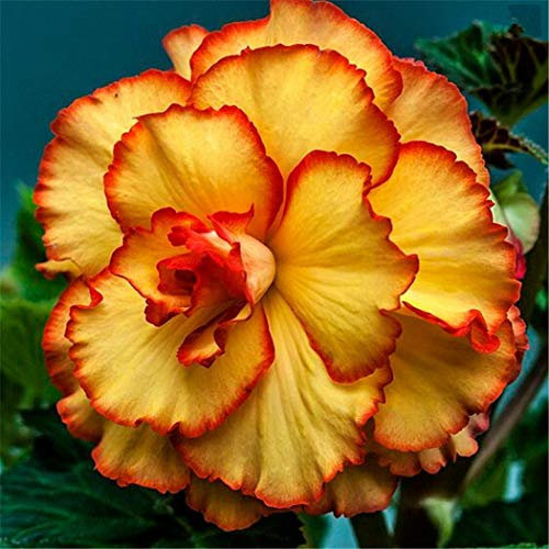 Ultrey Seed House - 100 Pieces Fragrance Begonia Bulbs Flower Seeds Hanging Basket Begonia Collection one of The Most Popular perennials for Shade!