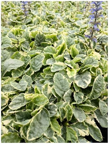Stauden Gänge 1 x Ajuga reptans 'Variegata' Kriechender Günsel winterhart | Immergrüner Bodendecker für Halbschatten bis Schatten, Blüte April bis Juni, mehrjährig, 9x9 cm Topf