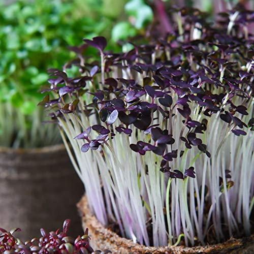 Microgreens Mustard Red Lace 1 Packet (300 Seeds) by Thompson and Morgan