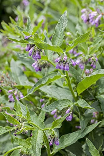 Symphytum officinale 11x11 cm Topf – Winterhart, Mehrjährig, Pflegeleicht – Beinwell – Bienenweide für Naturgarten & Beet