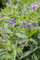Symphytum officinale 11x11 cm Topf – Winterhart, Mehrjährig, Pflegeleicht – Beinwell – Bienenweide für Naturgarten & Beet