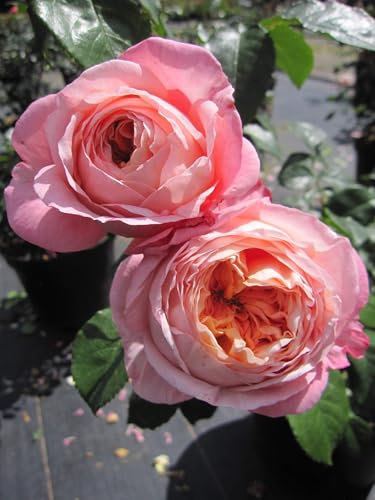 Rosa Domaine de Chantilly ® - Beetrose - Delbard Rose - ADR Rose 2019