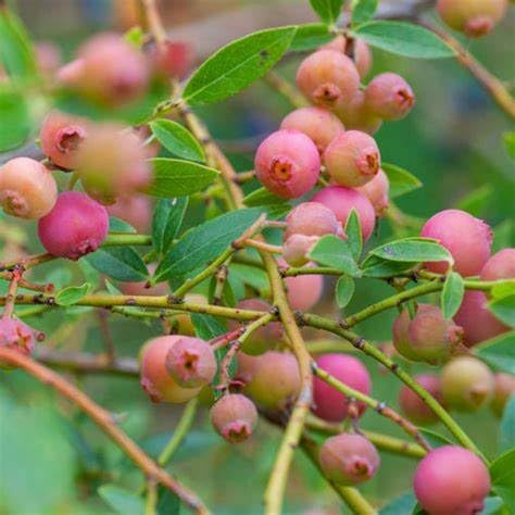 Pink Lemonade Blueberry – Live Fruit Plant in Pot – Unique Pink Sweet Berries – Hardy Shrub for Garden & Container Self-Pollinating (2 Gallon Plant)