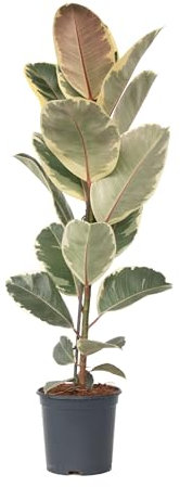 Plant in a Box - Ficus Elastica Tineke - albero della gomma da interno grande pianta vera - Vaso 24cm - Altezza 75-100cm