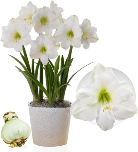 Amaryllis Zwiebel Christmas - 1 Blumenzwiebel in Großformat 26/30 | Exklusive Zwiebeln, Echte Pflanzen aus Holland, Hippeastrum (keine Samen, Wachs und nicht künstlich)