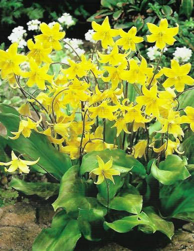 GARTHWAITE NURSERIES® : - Potted Erythronium Pagoda (Dogs Tooth Violet) Bulbs Hardy Spring Garden Perennial
