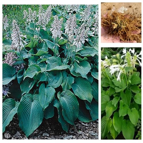 Hardy Perennial,Canna Plants UK, Excellent Display Hosta Tubers - Hardy Perennial Plants for Gardens-10bulbs-C