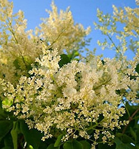 Japanischer Flieder City of Toronto 30-40cm - Syringa reticulata - lebende Gartenpflanze aus den Baumschulen
