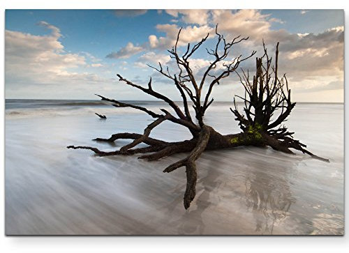 Eau Zone Wandbild auf Leinwand 120x80cm Baumstumpf am Strand