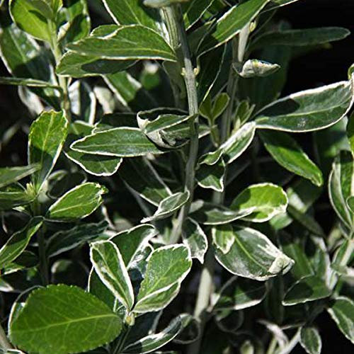 Euonymus Japonicus 'Susan'- Fusain du Japon 'Suzanne' 20-30 cm en conteneur