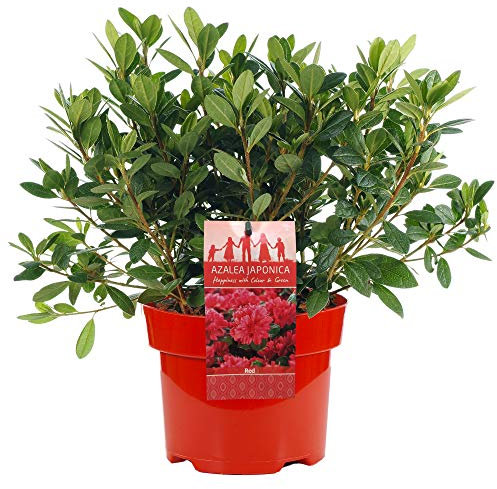 Azalea Japonica Red Colourful Evergreen Outdoor Garden Shrub Plant in 2L Pot