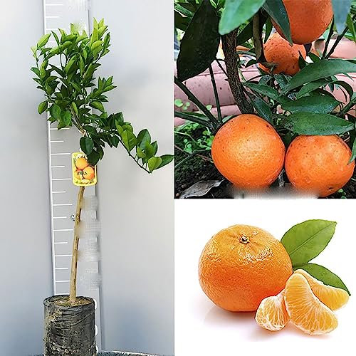 SAVINI VIVAI Clementino planta Clementino Corsica, árbol de cítricos en fitocélula, altura 100-120 cm 1 año de injerto, fabricado en Italia