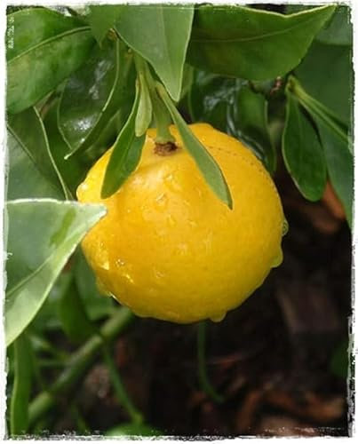 Planta de LIMEQUAT 'Citrus Aurantifolia x C. Fortunella' - en maceta: Ø 22 cm - H. 80/90 cm