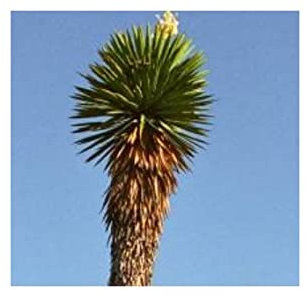 Stk - 10x Yucca potosina Potosí Riesenyucca Garten Pflanzen - Samen ID975 - Seeds & Plants Shop by Ipsa