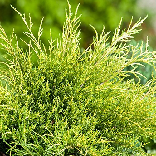 Juniperus pfitzeriana 'Old Gold' Compact Outdoor Evergreen Conifer Plant in Pot (9cm Pot, 20-30cm)