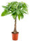 Bloomique - Pachira Aquatica - Glückskastanie - Zimmerpflanzen - Luftreinigend - Pflegeleicht - Höhe 50-60 cm - Topf 17 cm