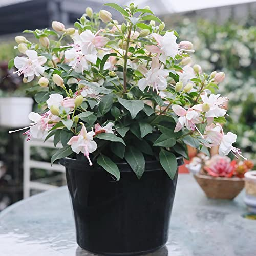 Fuchsiensamen Fuchsien - topfpflanzen draußen winterhart indoor garten hochbeet frühblüher büropflanzen blumensamen gartendeko für draußen gartenkräuter kletterpflanzen winterhart 350samen