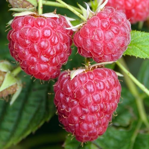 Himbeere Twotimer Sugana Rubus idaeus Gartenobstpflanze im Topf zum Selbstanbau – Ideal für Blumenbeete, Rabatten und mehr