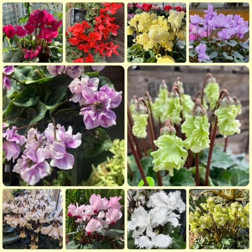 Alpenveilchen, winterharte für garten Cyclamen persicum, blumenwiese mehrjährig 300Samen