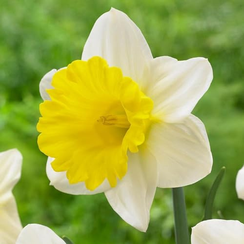 Daffodil Trumpet Goblet – Top Size Daffodil Bulbs for Fall Planting – Elegant Yellow and White Blooms, Heirloom Variety, Deer Resistant, Ideal Daffodil Bulbs for Planting & Landscaping