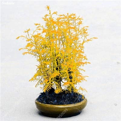 Confezione fresca da 100 semi di albero di sequoia Mini Dawn per piantare il giallo