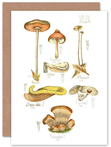 Fine Art Prints Fungus Mushrooms Concalus Oreades Greeting Card With Envelope Inside Premium Quality
