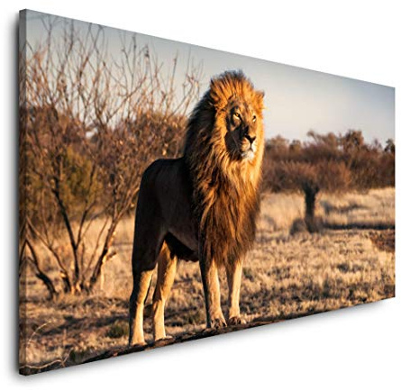 Löwe auf einem kleinem Berg 120x 60cm Panorama Leinwand Bild XXL Format Wandbilder Wohnzimmer Wohnung Deko Kunstdrucke