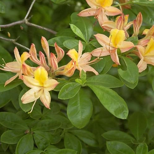 Sommergrüne Azalee 50-60cm - Rhododendron austrinum - lebende Gartenpflanze aus den Baumschulen