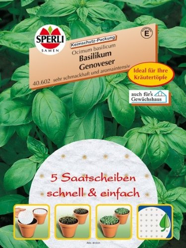 Basilikum Genoveser 5 Saatscheiben