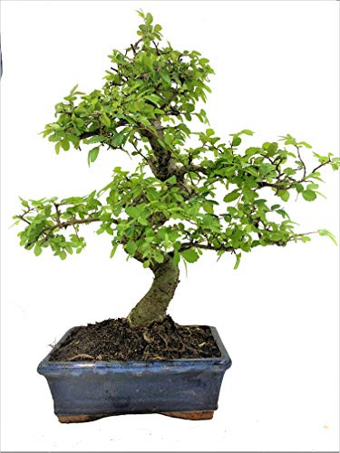 Chinese Elm Bonsai Tree approx 10 years old Bonsai Trees. Garden plant shrub.