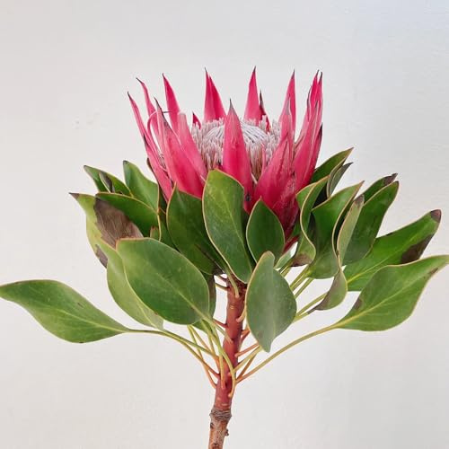königsprotea pflanze samen - pflanzen garten, steingarten pflanzen garten pflanzen winterharte, blumenstauden winterhart samen balkon, blumengarten alte sorten saatgut, pflanzen 30pcs