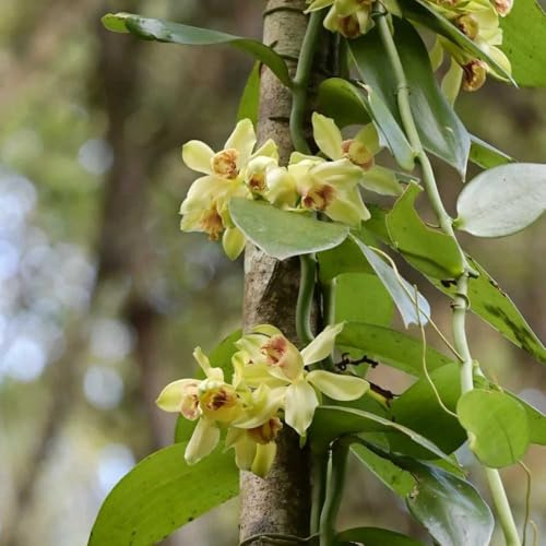 semi orchidea vaniglia - Vanilla planifolia selvaggio, autunno, perenne tagliato ufficio interni esotici reali balcone parterre 120pcs