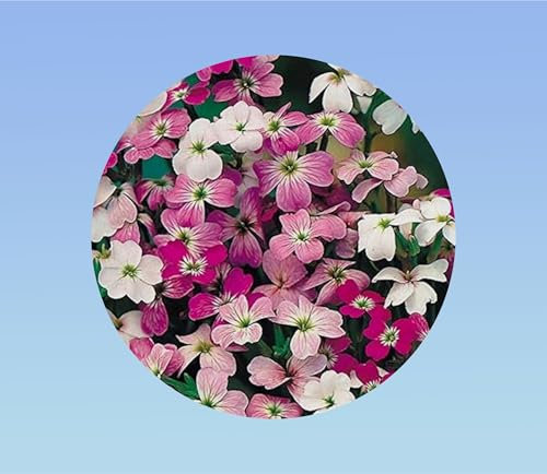 500 graines de Giroflée de mahon - cheirantus maritima - Virginia Stock, plante Vivace - mixtes