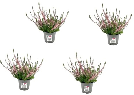 Cuatro Plantas de Calluna Pack de Brezos Naturales para Exterior