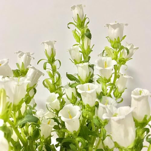 glockenblumen winterhart - bodendecker mehrjährig 150samen
