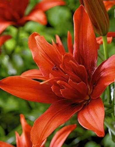 Kiepenkerl 734067 Blumenzwiebel Asiatische Lilie 'Red Twin' gefüllt | mehrjährig | orange | 2er Pack