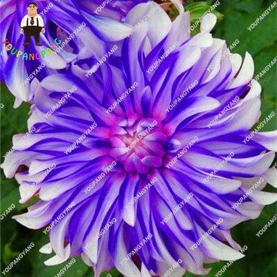 Graines de fleurs de dahlia fraîches à planter en blanc et bleu paquet de 100 graines
